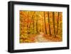 Pathway through the Autumn Forest-sborisov-Framed Premium Photographic Print