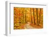 Pathway through the Autumn Forest-sborisov-Framed Premium Photographic Print