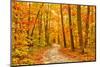 Pathway through the Autumn Forest-sborisov-Mounted Premium Photographic Print