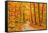 Pathway through the Autumn Forest-sborisov-Framed Stretched Canvas