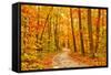 Pathway through the Autumn Forest-sborisov-Framed Stretched Canvas
