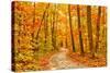Pathway through the Autumn Forest-sborisov-Stretched Canvas