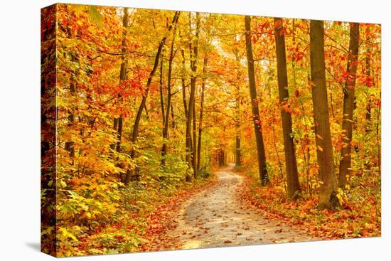 Pathway through the Autumn Forest-sborisov-Stretched Canvas