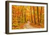 Pathway through the Autumn Forest-sborisov-Framed Photographic Print