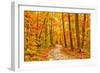 Pathway through the Autumn Forest-sborisov-Framed Photographic Print