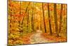 Pathway through the Autumn Forest-sborisov-Mounted Photographic Print