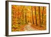 Pathway through the Autumn Forest-sborisov-Framed Photographic Print