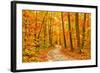 Pathway through the Autumn Forest-sborisov-Framed Photographic Print