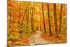 Pathway through the Autumn Forest-sborisov-Mounted Photographic Print