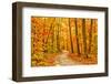 Pathway through the Autumn Forest-sborisov-Framed Photographic Print