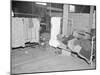 Patient in a Red Cross temporary infirmary for flood refugees at Forrest City, Arkansas, 1937-Walker Evans-Mounted Photographic Print