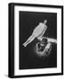 Patient in Deep Hypnotic Trance, Appearance of Floating in Space, Observing Dr. Bernard C. Gindes-Ralph Crane-Framed Photographic Print