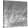 Patmos Grasses-Tony Koukos-Stretched Canvas