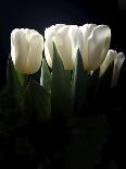 White Tulips Copy-Patricia Dymer-Giclee Print
