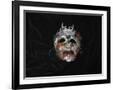 Gramercy Black