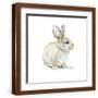 Brown Frame