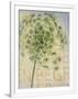 Gramercy White