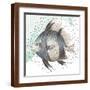 Brown Frame