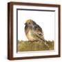 Brown Frame