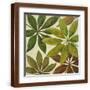 Brown Frame