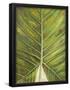 Essential Black