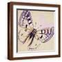 Brown Frame