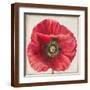 Brown Frame
