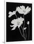 Gramercy White