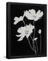 Essential Black