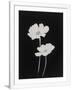 Gramercy White