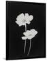 Gramercy Black