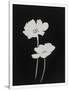 Gramercy White