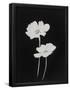 Essential Black