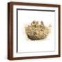 Brown Frame
