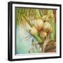 Patricia's Coconuts II-Patricia Pinto-Framed Premium Giclee Print