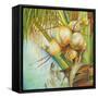 Patricia's Coconuts II-Patricia Pinto-Framed Stretched Canvas