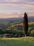 Cypress Tree and Countryside Near Val D'Asso, Tuscany, Italy, Europe-Patrick Dieudonne-Photographic Print