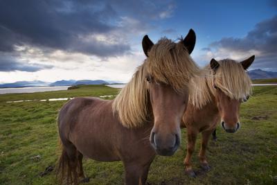Icelandic horses, near Hofn, Hornafjordur mountains and glaciers behinD