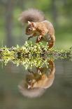 Eurasian Red Squirrel (Sciurus vulgaris), Scotland-Patrick Frischknecht-Photographic Print