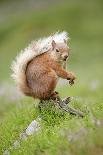 Eurasian Red Squirrel (Sciurus vulgaris), Scotland-Patrick Frischknecht-Photographic Print