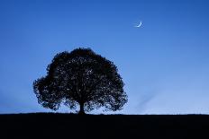 Silhouette of lime tree at night under crescent moon and night sky, Zurich-Patrick Frischknecht-Photographic Print