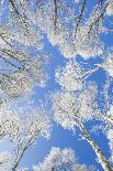 Snow covered beech tree tops against blue sky viewed from the ground, Neuenburg-Patrick Frischknecht-Photographic Print