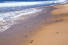 Nova Scotia, beach near the Cabot Trail, Cape Breton-Patrick J. Wall-Photographic Print