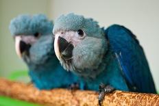 Two Brazilian Spix's Macaws, Two Month's Old, Said to Be the Rarest Parrot Species-Patrick Pleul-Photo