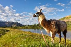 Llama in the Rocky Mountains-Patrick Poendl-Photographic Print