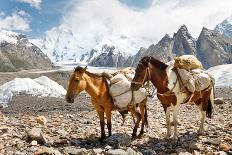 Pack Horses in the Karakorum, Pakistan-Patrick Poendl-Photographic Print
