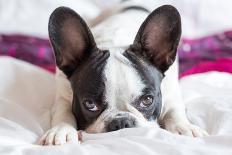 Adorable French Bulldog Puppy Lying in Bed-Patryk Kosmider-Photographic Print