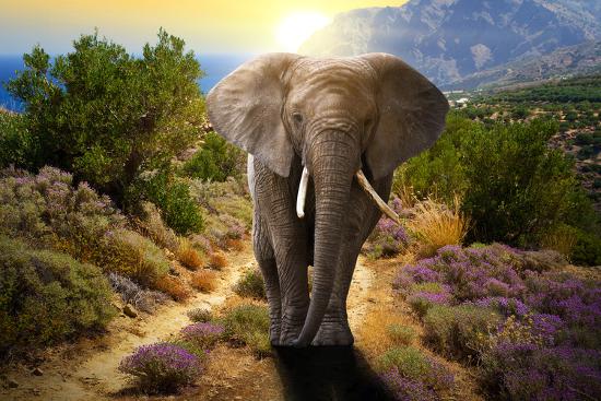 Premium Photographic Print, , large