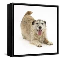Patterdale X Jack Russell Terrier, Jorge, in Play Bowing-Mark Taylor-Framed Stretched Canvas