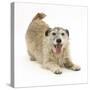 Patterdale X Jack Russell Terrier, Jorge, in Play Bowing-Mark Taylor-Stretched Canvas